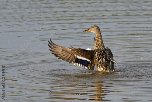 Stockente