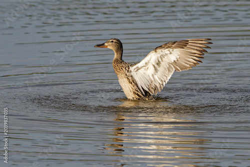 Stockente