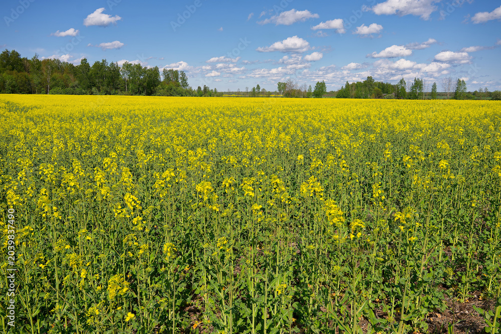 Fototapeta premium Field of rape, flowerinh in the middle of May.