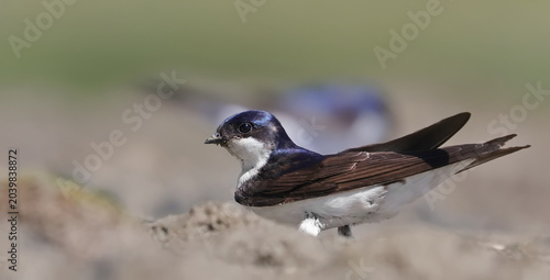 Canvastavla Close up house martin collect mud for nesting, Delichon urbicum, birds of Monten