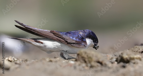 Canvastavla Close up house martin collect mud for nesting, Delichon urbicum, birds of Monten