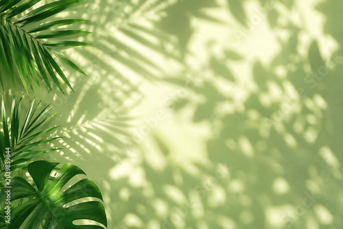 Tropical Palm Leaf Shadow Background on Soft Beige Wall – Natural Sunlight Botanical Abstract Backdrop
