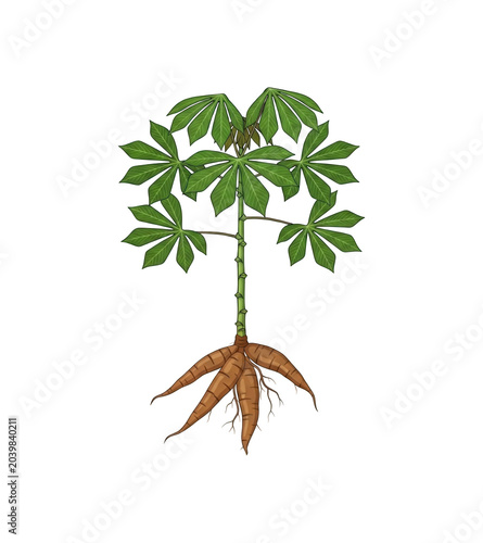 Cassava plant with tuberous roots and green leaves, representing agriculture and food