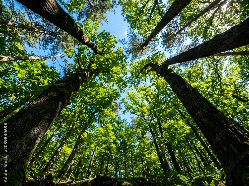 Fototapeta premium Tall trees in a dense forest with green leaves and blue sky