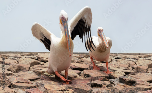 Two African great white pelicans sit calmly on a stone wall under soft daylight. A peaceful wildlife moment reflecting balance, rest, and the elegance of large wetland birds.