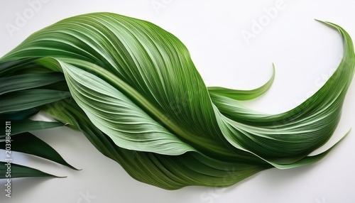 a unique green plant with long flowing leaves on a white background