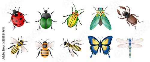 Obraz na płótnie Colourful insects collection isolated on transparent background