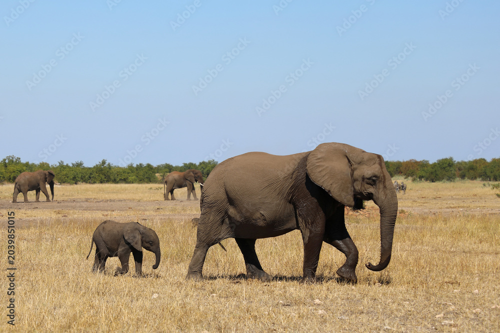 Fototapeta premium Afrikanischer Elefant / African elephant / Loxodonta africana