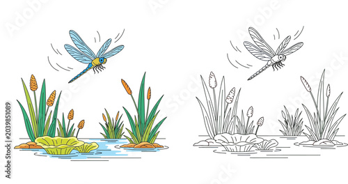 Dragonfly flying over a pond with lily pads and reeds vector illustration set, including colored version and black and white line art for kids coloring book page