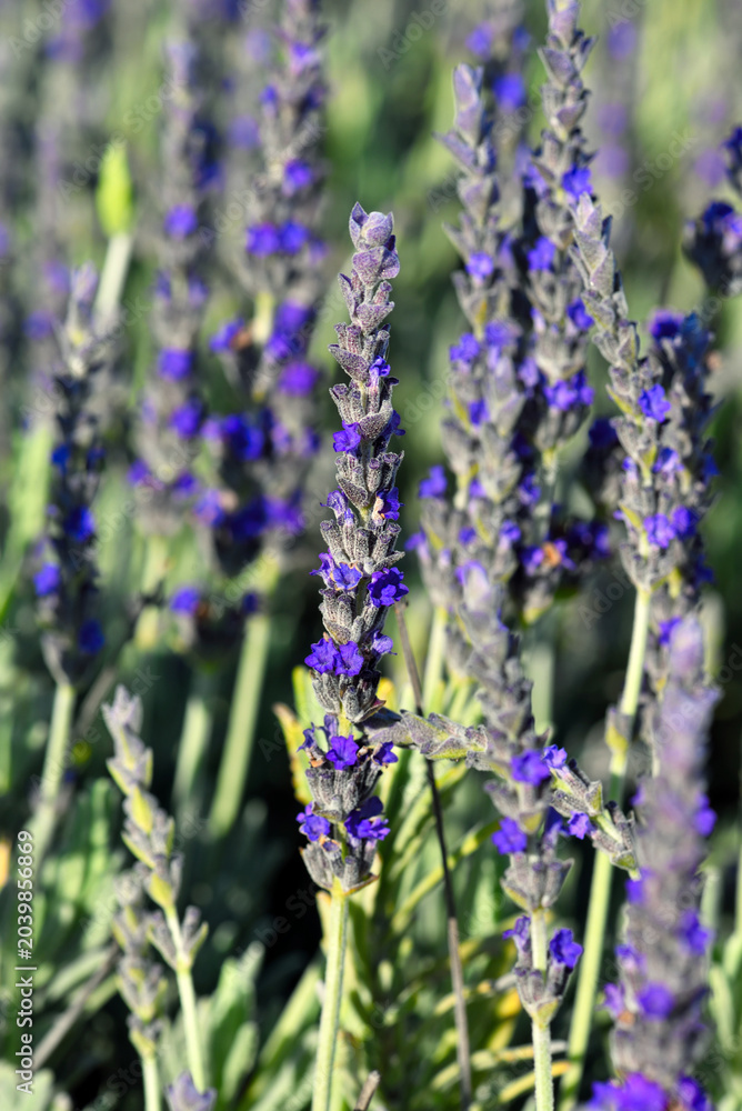 Obraz premium lavender flowers of the species Lavandula angustifolia or Lavandula intermedia, characterised by their intense purple colours and aromatic scent