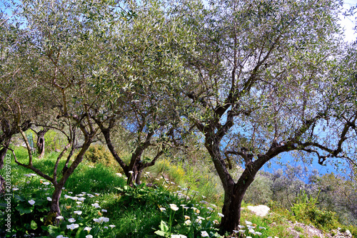 Fotografía picturesque olive grove located in Sant'Apollinare (Sori) Golfo Paradiso Liguria