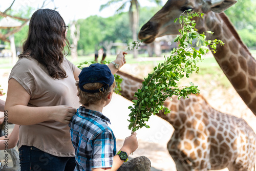 Canvas Print Family feeding giraffes at zoo.