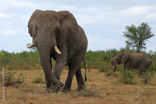 Photography Afrikanischer Elefant / African elephant / Loxodonta africana