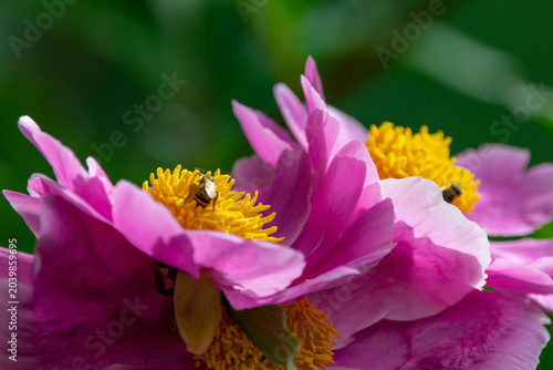 Pinke Pfingstrosen mit fleißigen Bienen beim Pollensammeln im sonnigen Garten