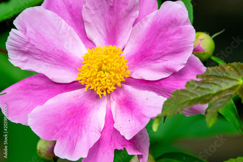 Elegante rosa Pfingstrosenblüten in natürlicher Umgebung – floraler Hintergrund für Beauty und Wellness