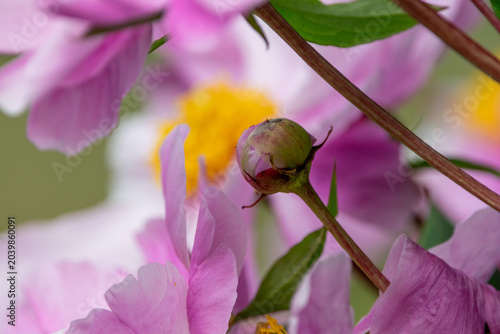 Frühlingshafte Pfingstrosenblüten in Rosa mit natürlicher Eleganz und sommerlicher Gartenkulisse