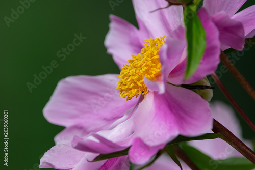 Zarte rosa Pfingstrosen in voller Blüte vor grünem Hintergrund – florale Aufnahme mit natürlichem Flair