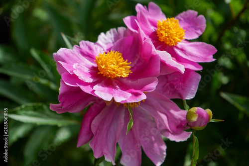 Pinke Pfingstrosenblüten in natürlicher Gartenumgebung mit sanftem Sonnenlicht und romantischer Frühlingsstimmung