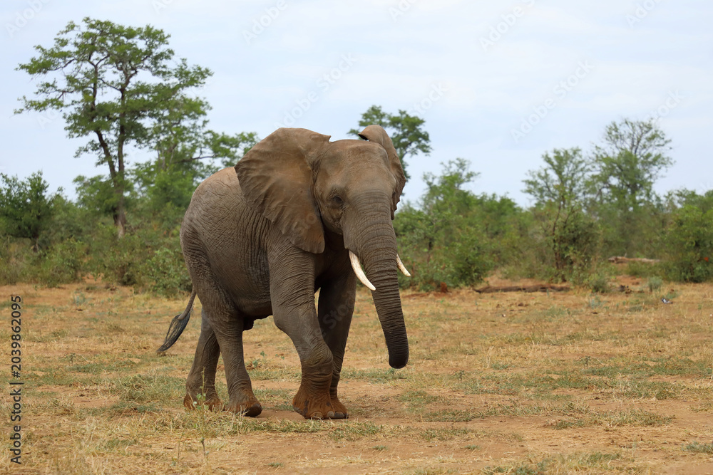 Fototapeta premium Afrikanischer Elefant / African elephant / Loxodonta africana