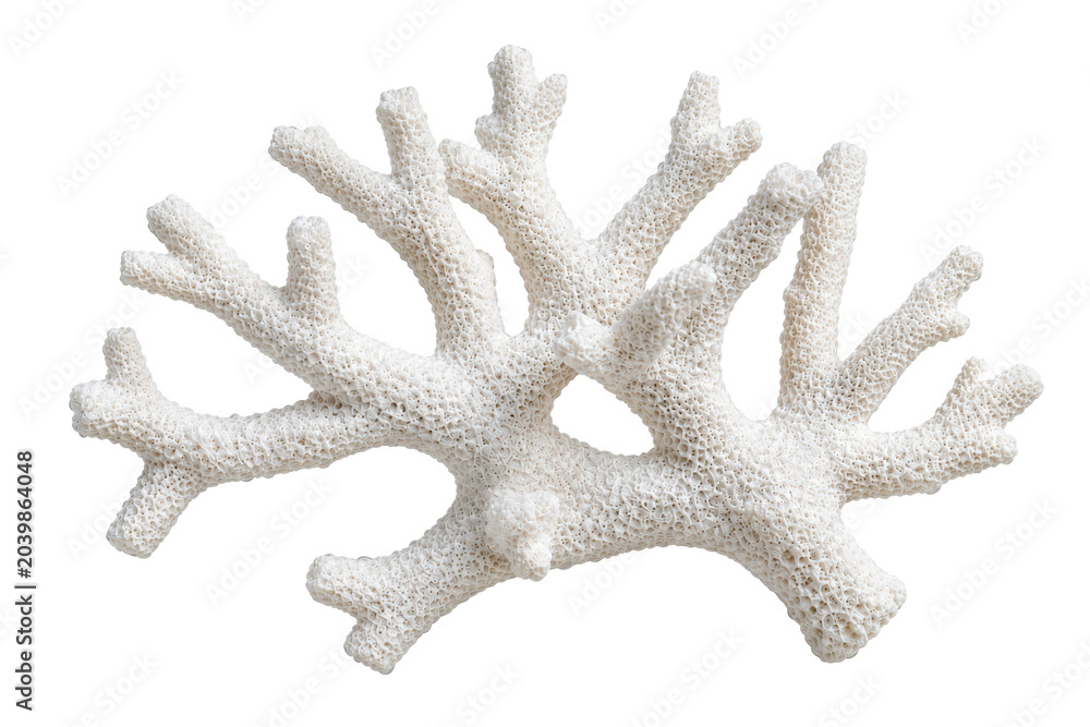 Obraz premium White Branching Coral Skeleton with Porous Reef Texture Isolated on Transparent Background