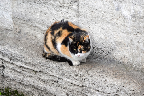 Photos Calico Cat Sitting Outdoors Calmly