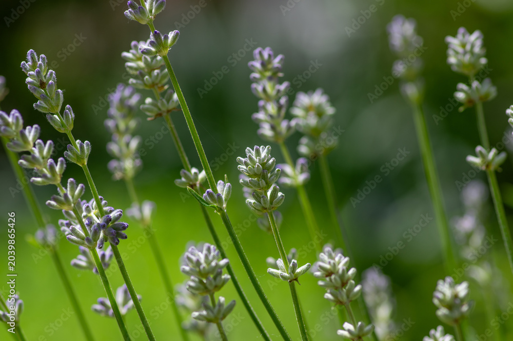 Fototapeta premium Lavandula angustifolia bunch of flowers in bloom, purple scented flowering bouquet of plant