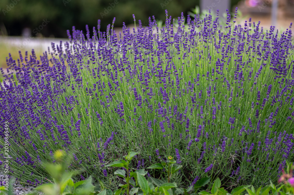 Obraz premium Lavandula angustifolia bunch of flowers in bloom, purple scented flowering bouquet of plant