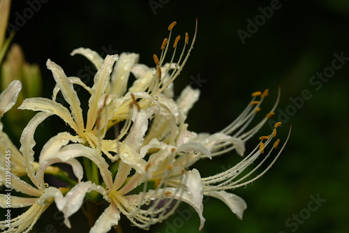 Tableau sur toile Macro shot of a white spider lily (Lycoris albiflora) with sparkling water dropl