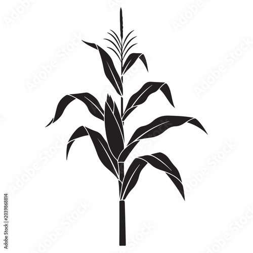 Black silhouette vector illustration of a corn stalk with leaves and tassel for agricultural design