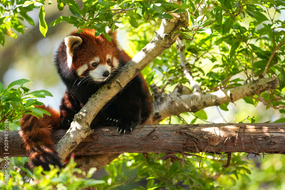 Fototapeta premium red panda in tree