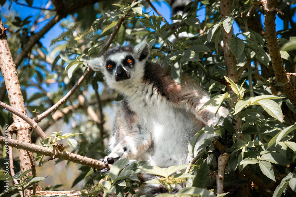 Naklejka premium ring tailed lemur