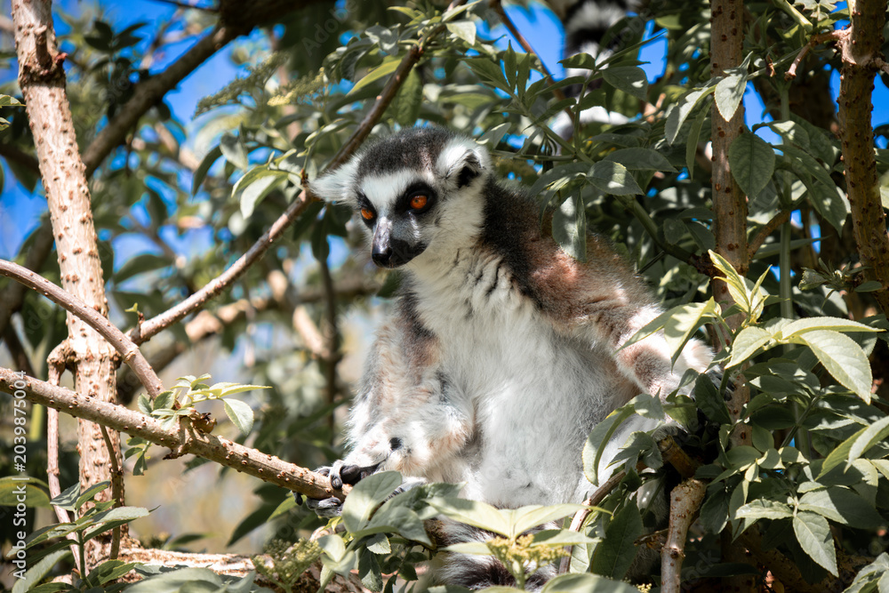 Naklejka premium ring tailed lemur
