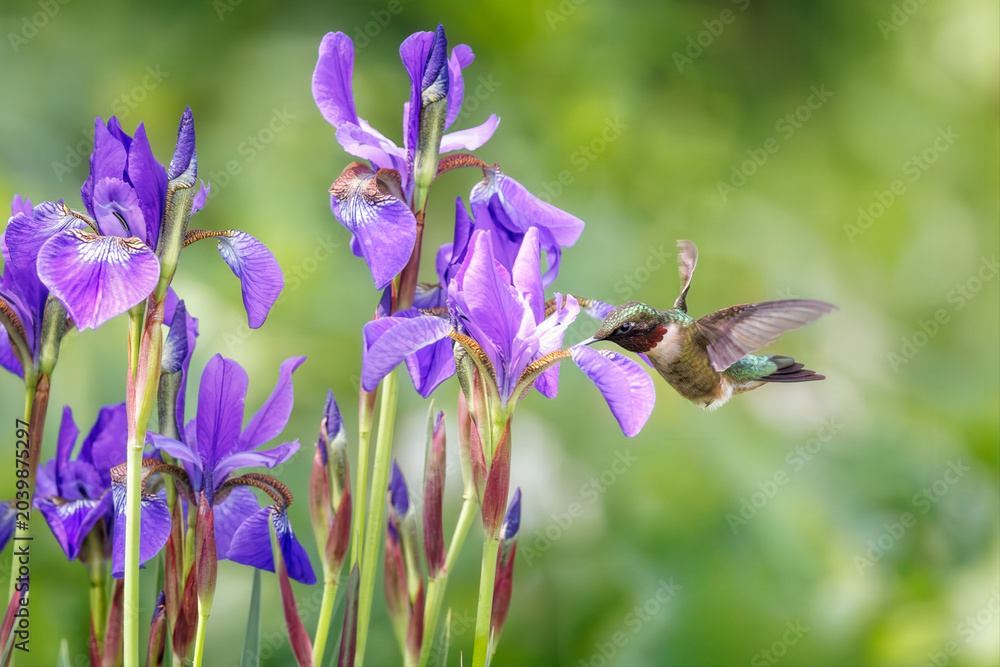 Fototapeta premium Ruby-throated Hummingbird drinking nectar from iris