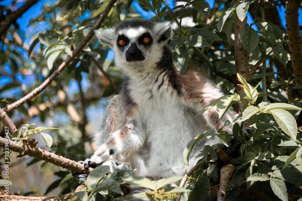 Fototapeta premium lemur on tree