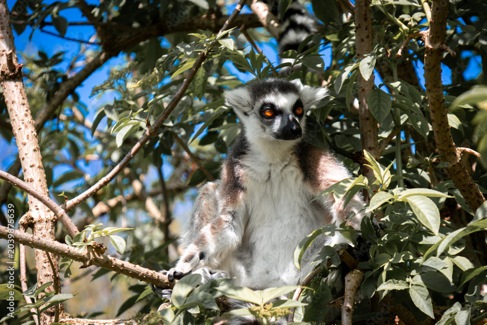 Fototapeta premium lemur on tree