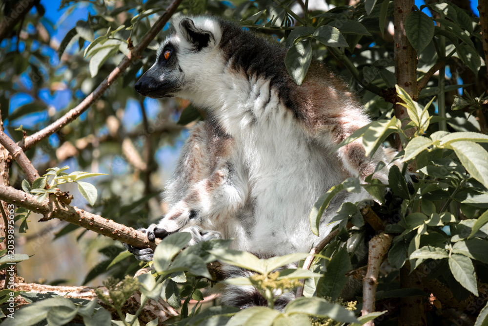 Fototapeta premium lemur on tree