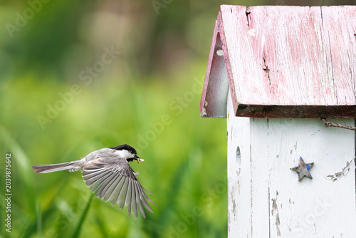 Photography Black-capped Chickadee delivering insect to birdhouse