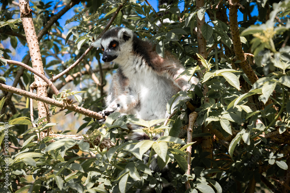 Fototapeta premium ring tailed lemur
