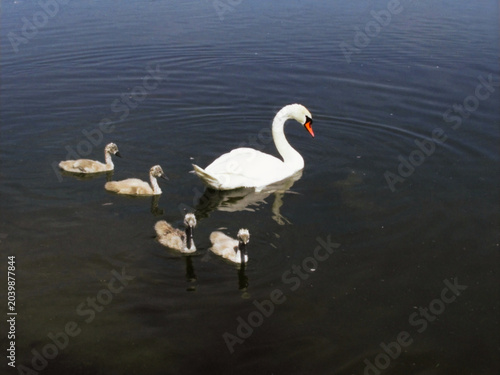 Fotografía mother swan with four cygnets