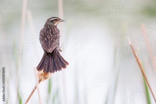 Female Red-winged Blackbird perched on cattail
