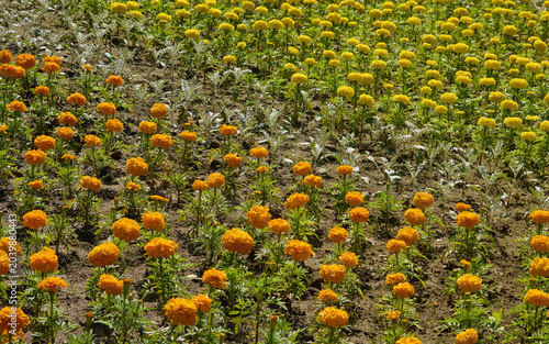 A flower bed with marigolds, a summer flowering plant, a city park, nature.