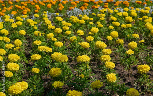 A flower bed with marigolds, a summer flowering plant, a city park, nature.