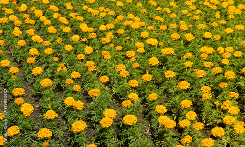 A flower bed with marigolds, a summer flowering plant, a city park, nature.