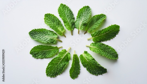 Fresh Green Mint Leaves Arranged In A Circular Flat Lay On White Background Bright Refreshing And Clean Mood