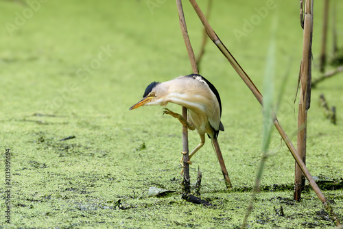 Schilderij op canvas A male Little Bittern (Ixobrychus minutus) with a curiously curved neck perched on a reed stem (isolated on blurred background)