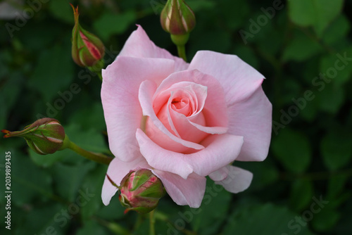 ブライダルピンクという名の薔薇の花