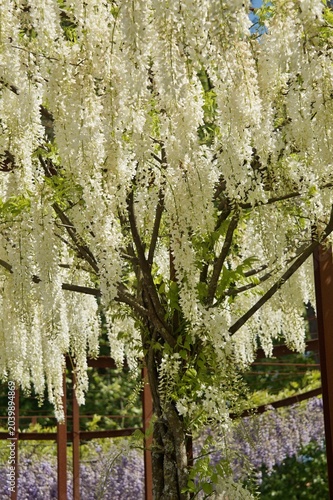 White wisteria flowers blooming on a garden pergola