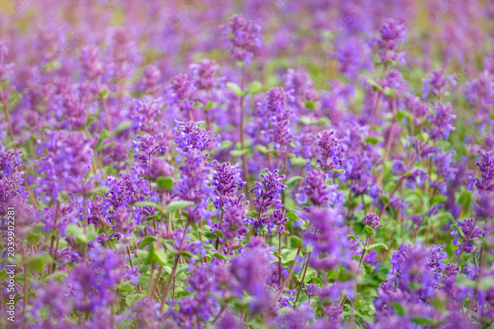 Obraz premium Blooming purple mint, Nepeta Cataria, in summer garden 