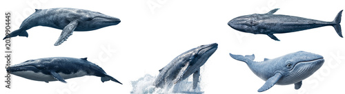 Photography five whales in various poses on transparent background marine life ocean animals