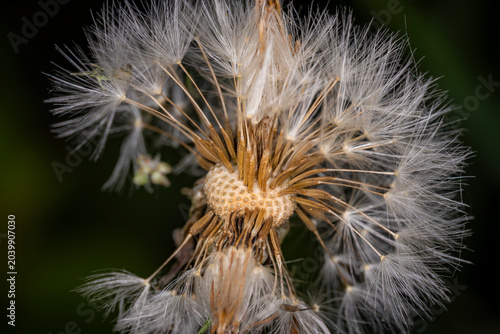 Photos Macro close up of a seeding dandelion flower head with white pappus fluff and ex
